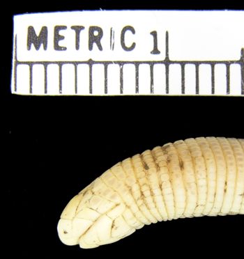 Media type: image; Herpetology R-128425